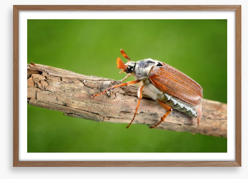 Insects