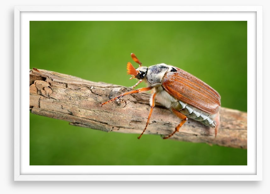 Insects