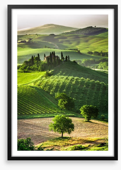 Tuscan olive groves