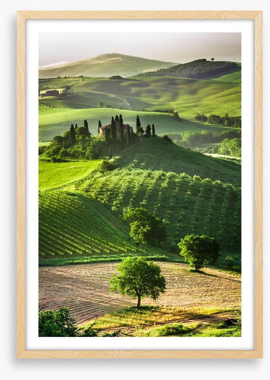 Tuscan olive groves