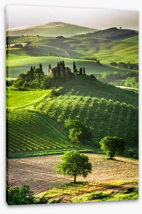 Tuscan olive groves