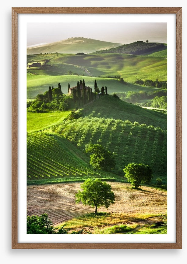 Tuscan olive groves