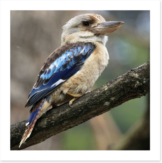 Kookaburra on a gum tree
