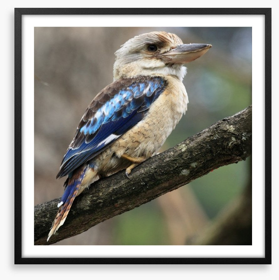 Kookaburra on a gum tree