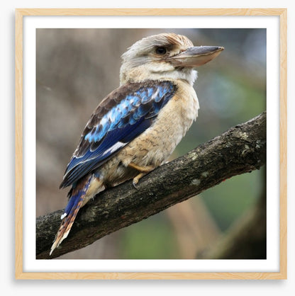 Kookaburra on a gum tree