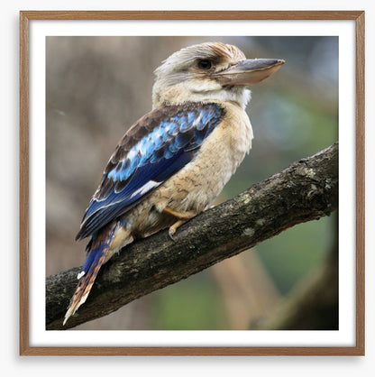 Kookaburra on a gum tree