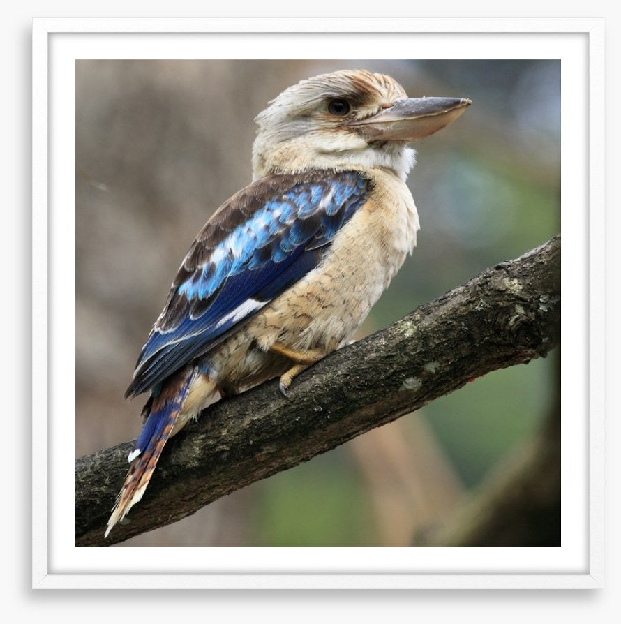 Kookaburra on a gum tree