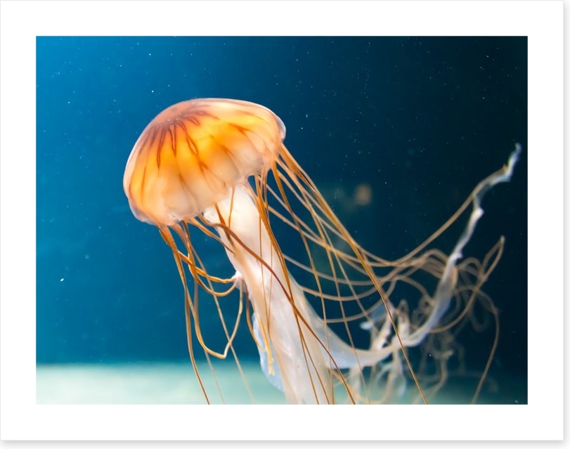 Fish / Aquatic