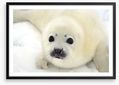 Soulful harp seal pup