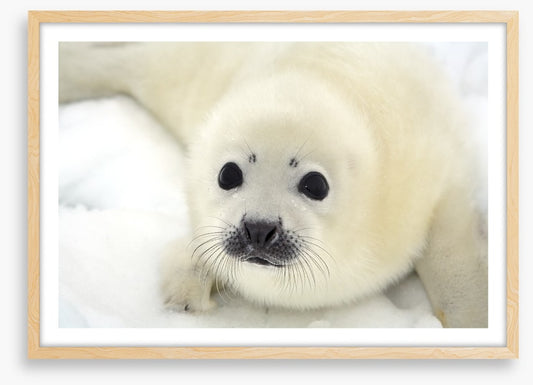 Soulful harp seal pup