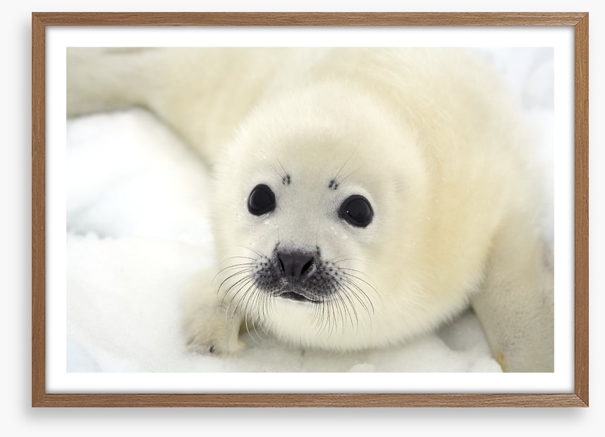 Soulful harp seal pup