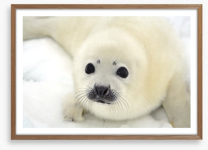 Soulful harp seal pup