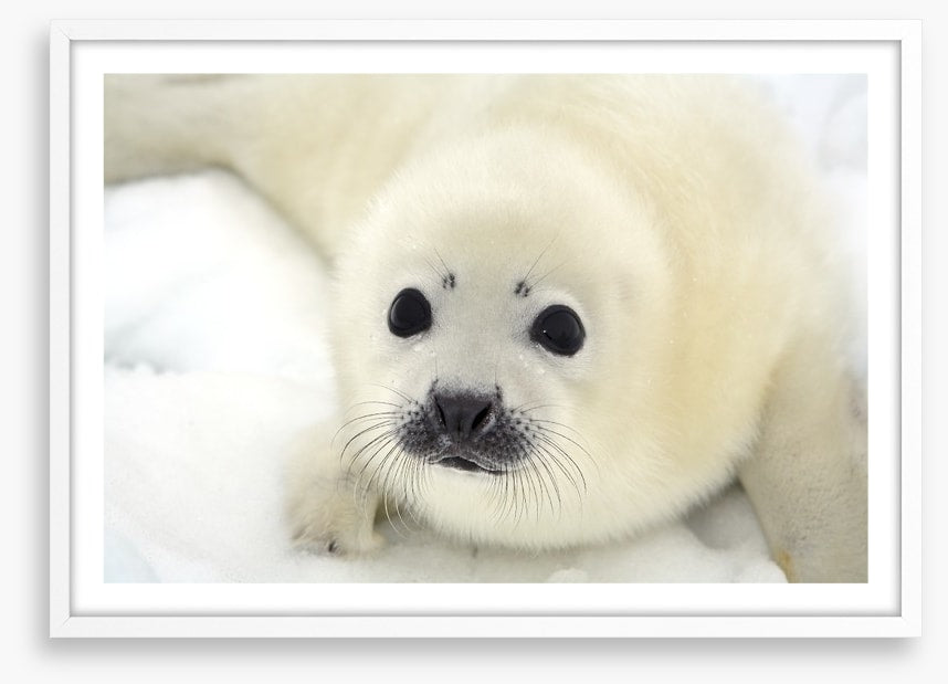 Soulful harp seal pup