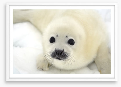 Soulful harp seal pup