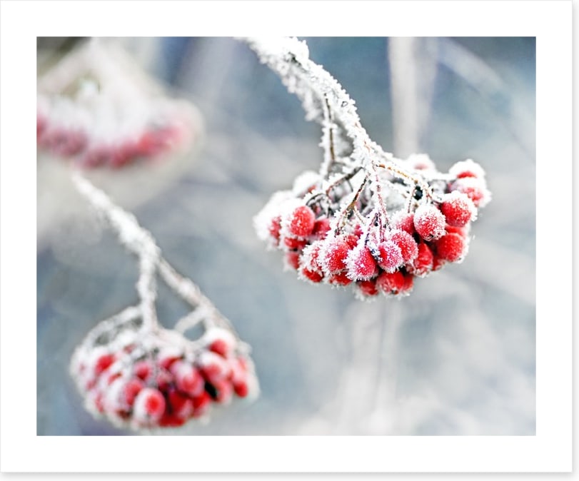 Glacé rowan berries