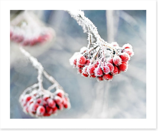 Glacé rowan berries