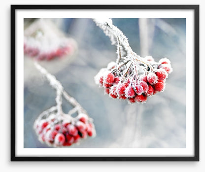Glacé rowan berries