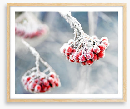Glacé rowan berries