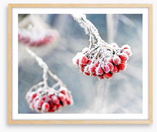 Glacé rowan berries