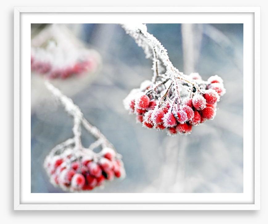 Glacé rowan berries