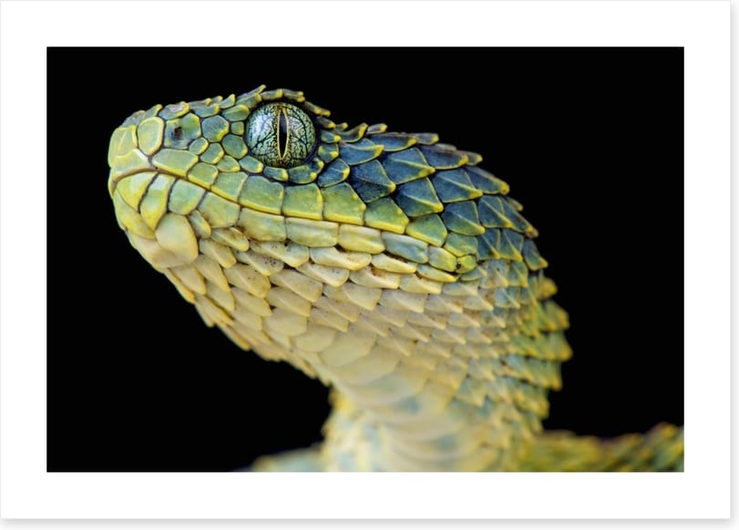 Green bush viper