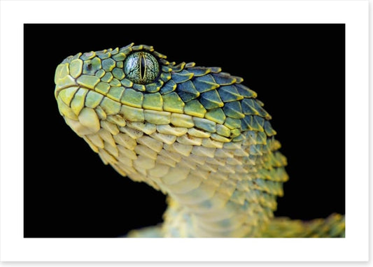Green bush viper
