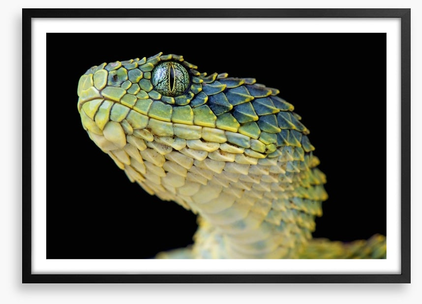 Green bush viper