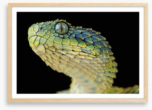 Green bush viper