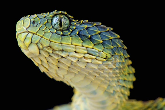 Green bush viper