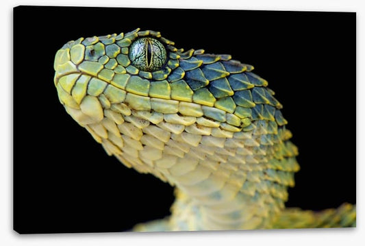 Green bush viper