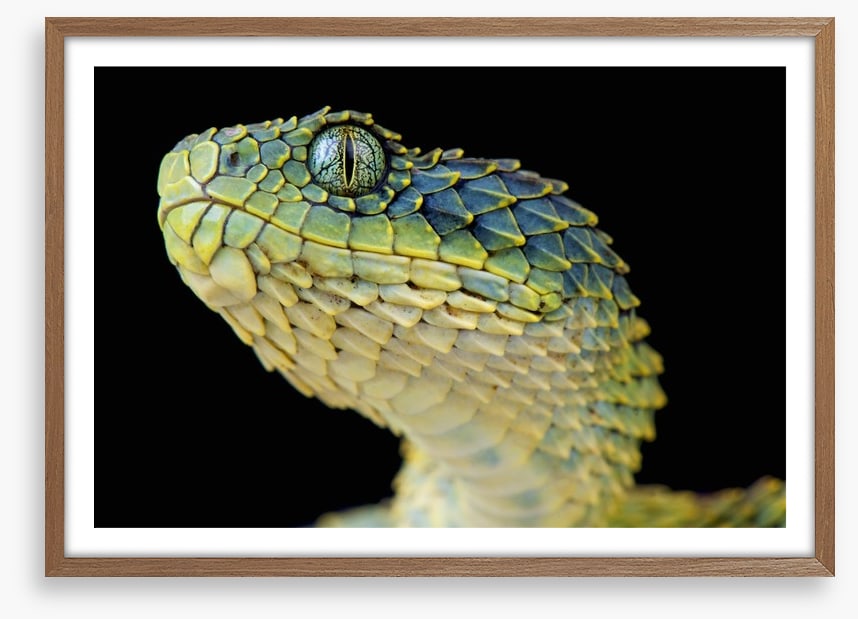 Green bush viper