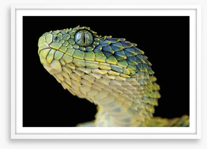 Green bush viper