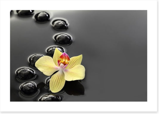 Calm water orchid
