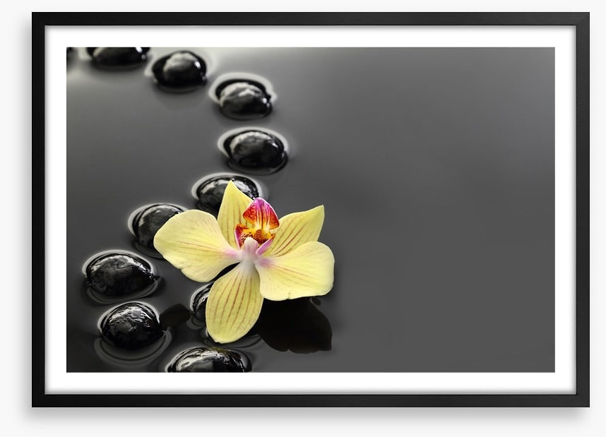 Calm water orchid