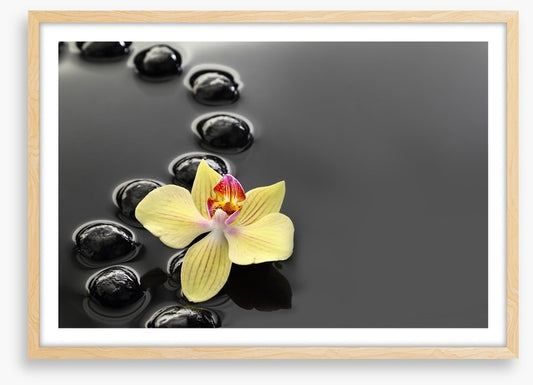Calm water orchid