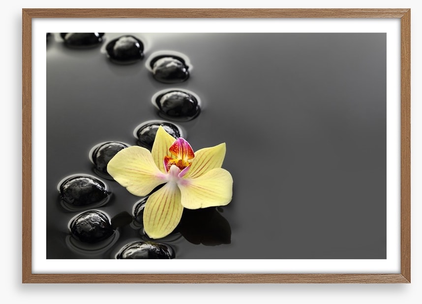 Calm water orchid