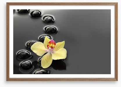 Calm water orchid
