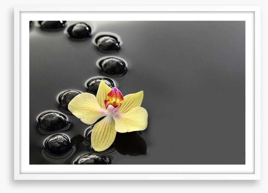 Calm water orchid