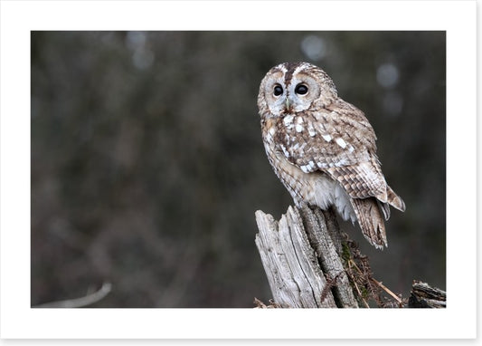 Tawny owl in the woods