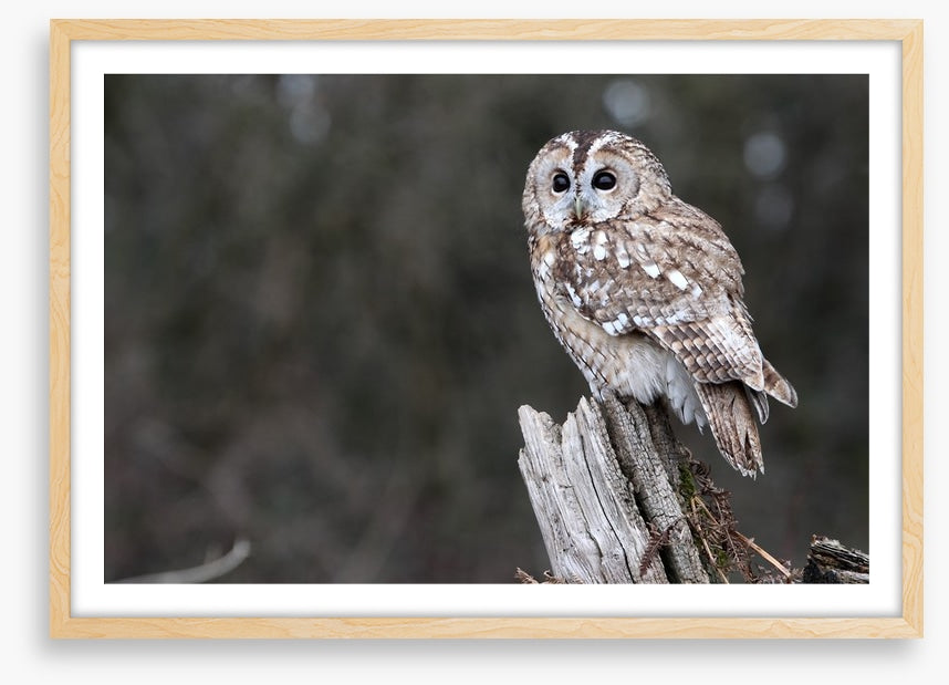Tawny owl in the woods