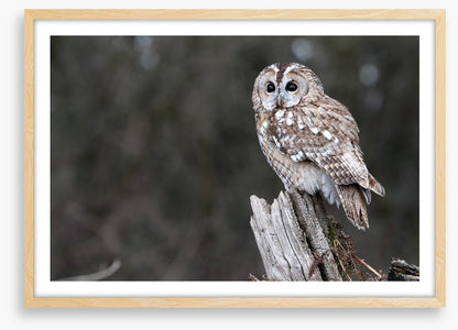 Tawny owl in the woods