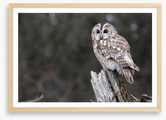 Tawny owl in the woods