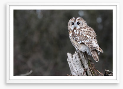 Tawny owl in the woods