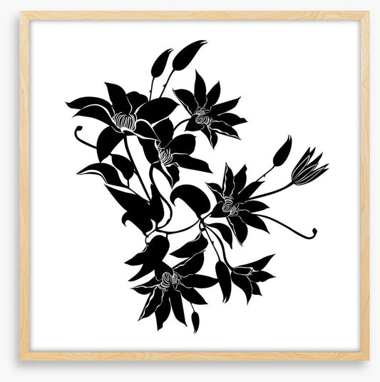 Midnight clematis