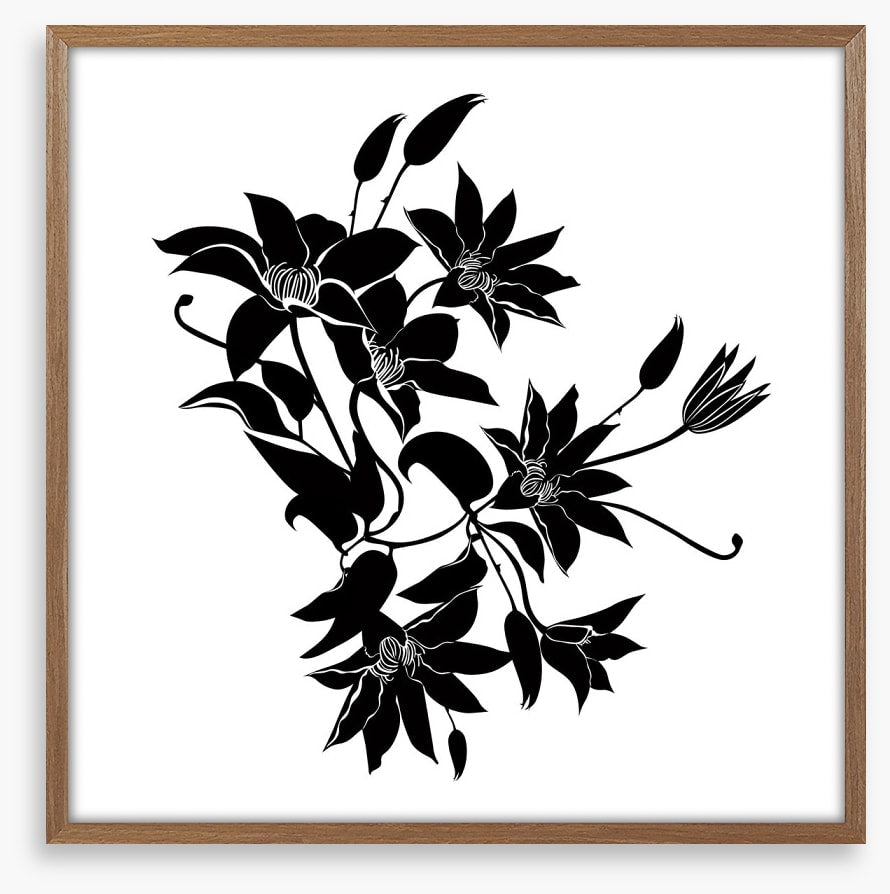 Midnight clematis