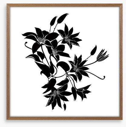 Midnight clematis