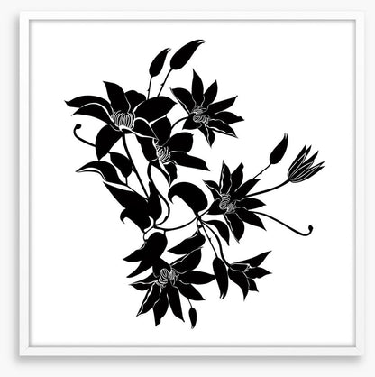 Midnight clematis
