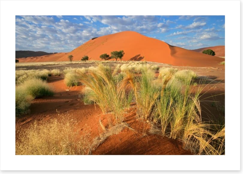 Sossusvlei grasslands
