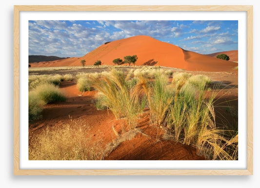 Sossusvlei grasslands