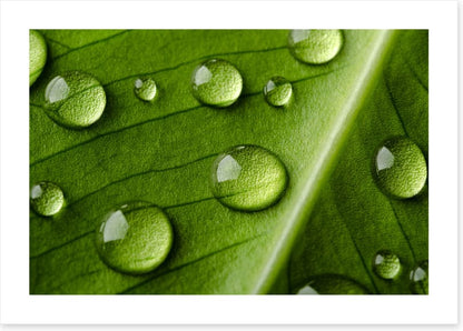 Leaves